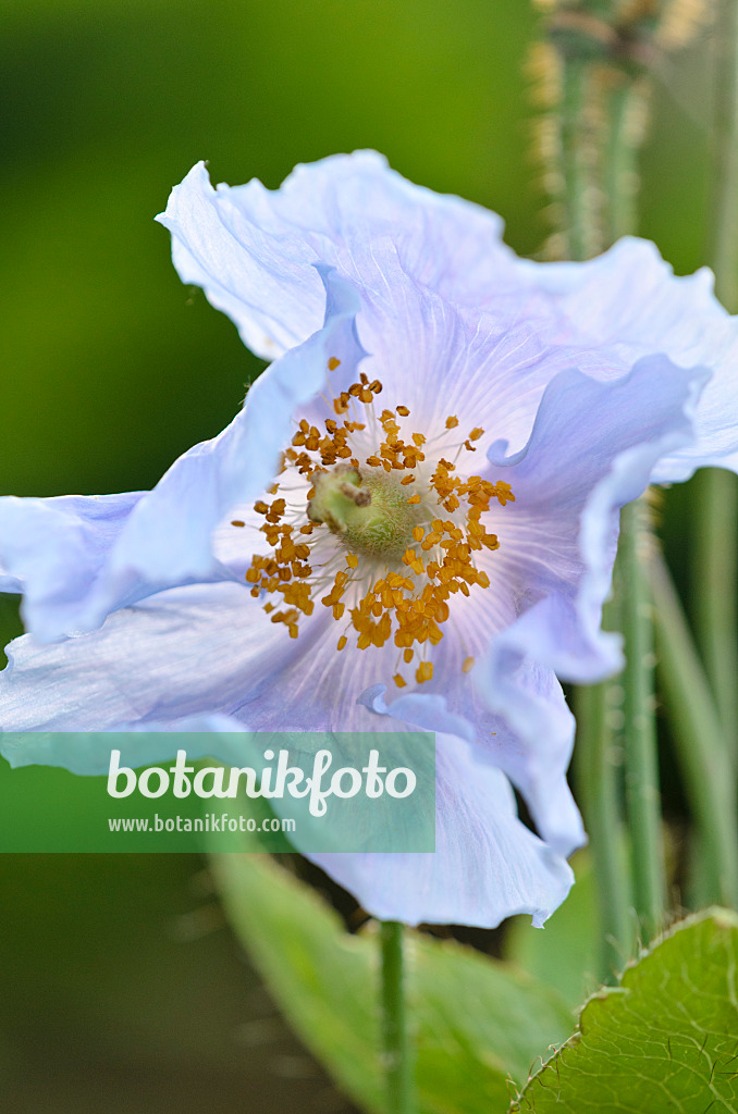 534008 - Himalayan blue poppy (Meconopsis betonicifolia)