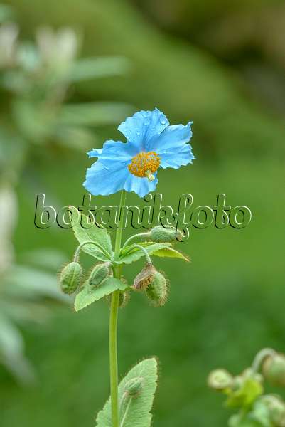 575169 - Himalayan blue poppy (Meconopsis betonicifolia)