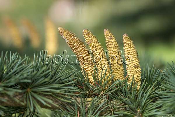 616368 - Himalayan cedar (Cedrus deodara 'Eisregen') with male flowers
