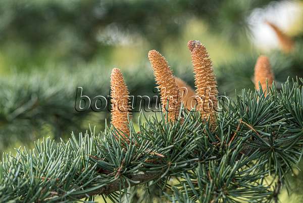 616369 - Himalayan cedar (Cedrus deodara 'Eisregen') with male flowers