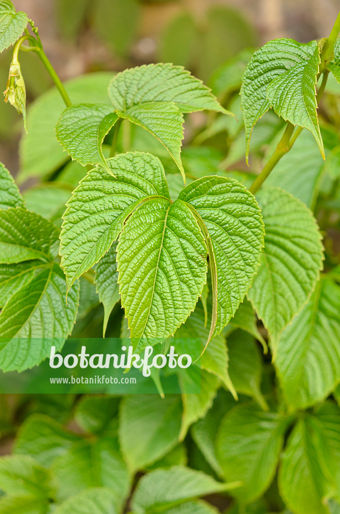 533284 - Himalayan creeper (Parthenocissus himalaica)