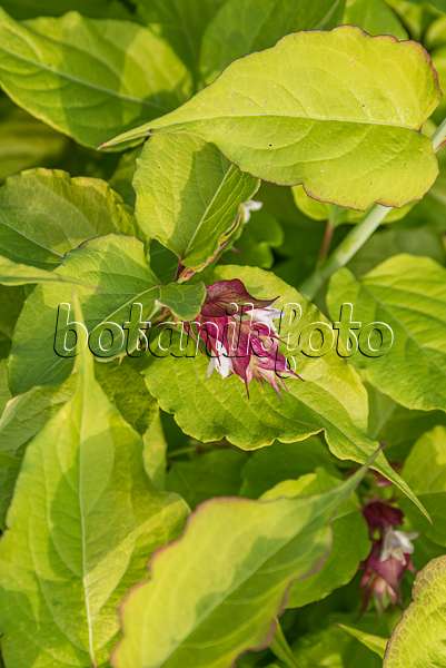 635061 - Himalayan honeysuckle (Leycesteria formosa 'Golden Lanterns')