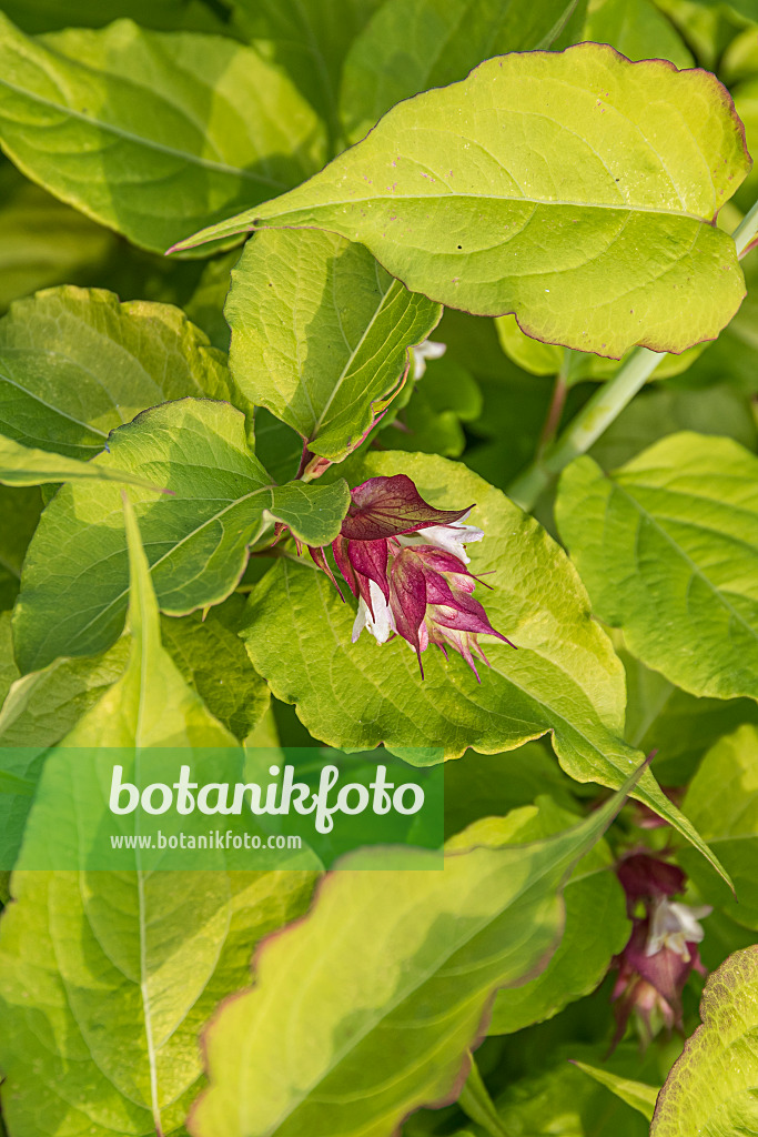 635061 - Himalayan honeysuckle (Leycesteria formosa 'Golden Lanterns')