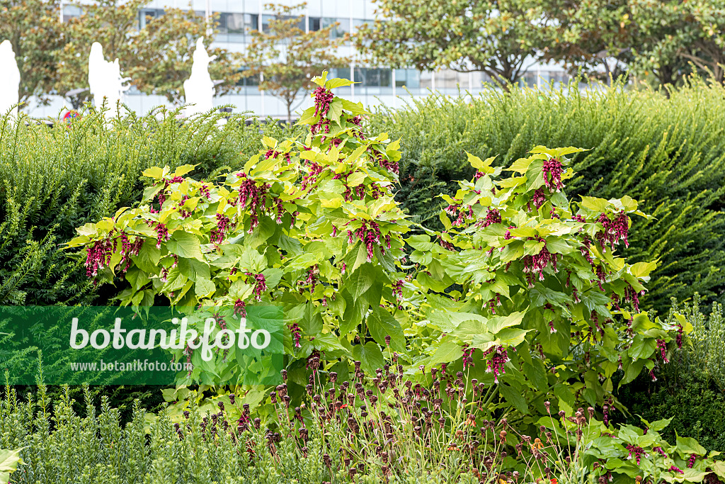 638151 - Himalayan honeysuckle (Leycesteria formosa 'Golden Lanterns')