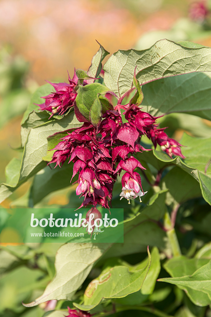 635059 - Himalayan honeysuckle (Leycesteria formosa 'Purple Rain')