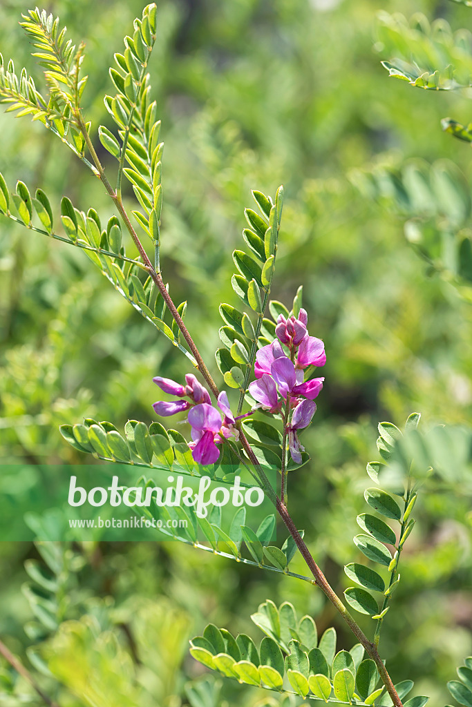 635057 - Himalayan indigo (Indigofera heterantha syn. Indigofera gerardiana)