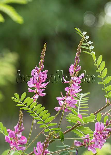 651350 - Himalayan indigo (Indigofera heterantha syn. Indigofera gerardiana)