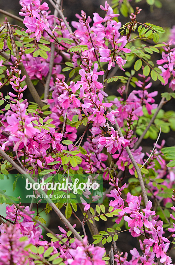 533493 - Himalayan indigo (Indigofera himalayensis 'Silk Road')