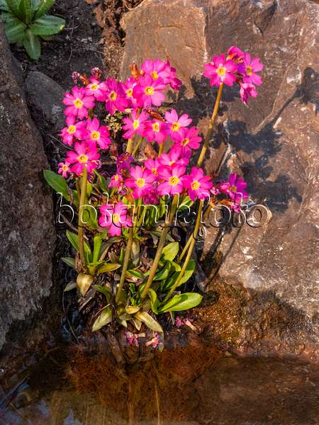 412018 - Himalayan meadow primrose (Primula rosea)