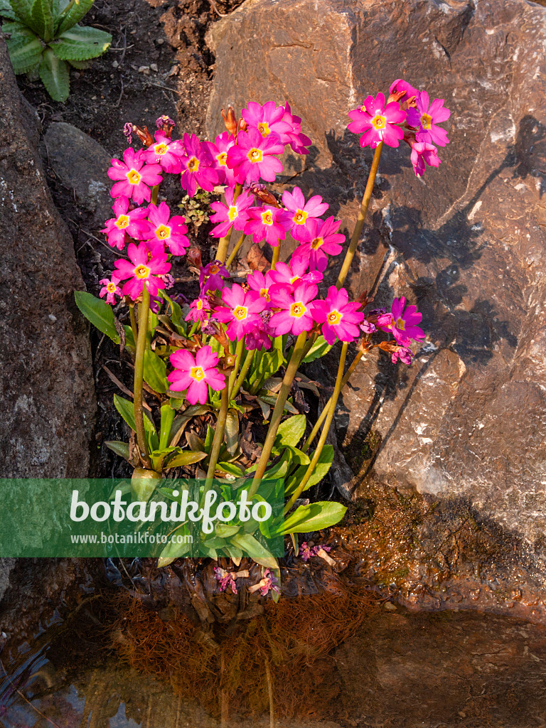 412018 - Himalayan meadow primrose (Primula rosea)