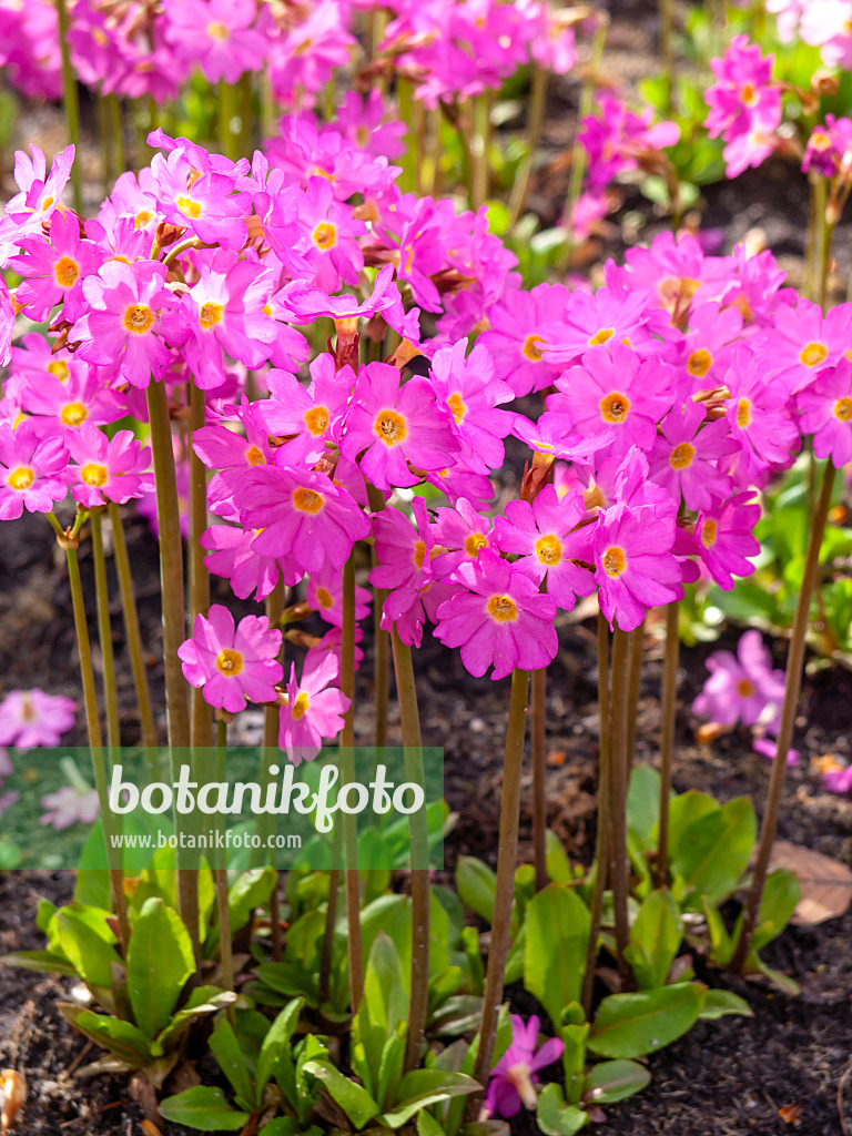 436262 - Himalayan meadow primrose (Primula rosea)