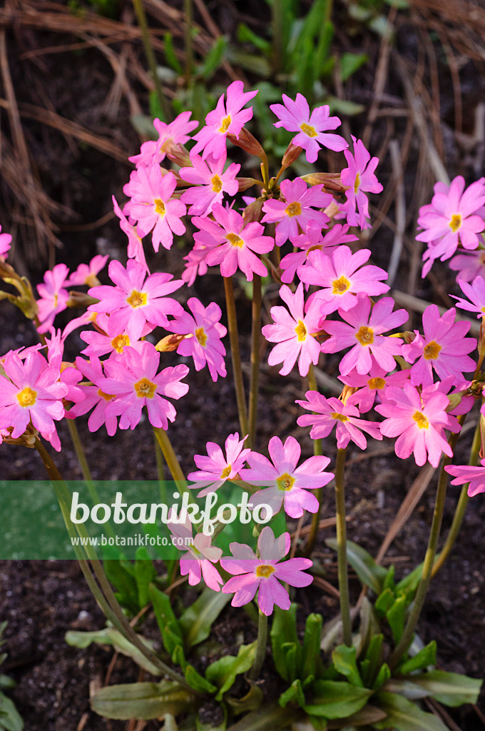 471076 - Himalayan meadow primrose (Primula rosea)