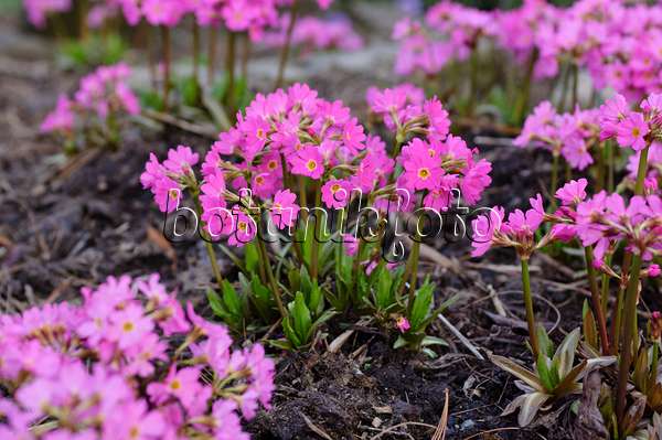 483110 - Himalayan meadow primrose (Primula rosea)