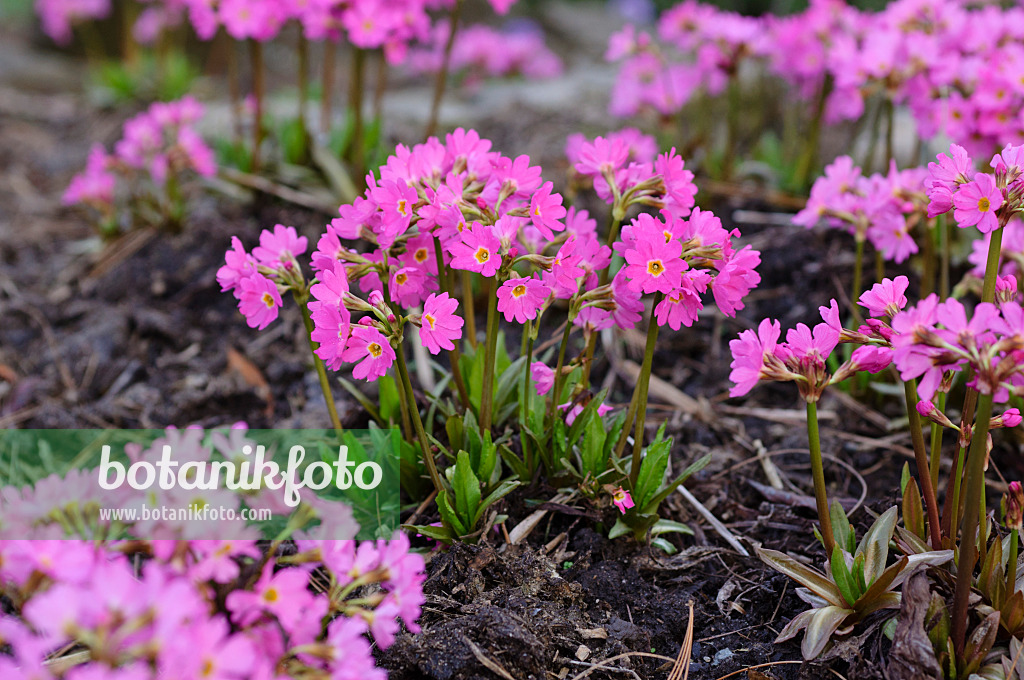 483110 - Himalayan meadow primrose (Primula rosea)