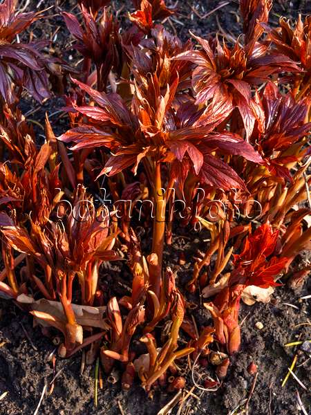 458011 - Himalayan peony (Paeonia emodi)