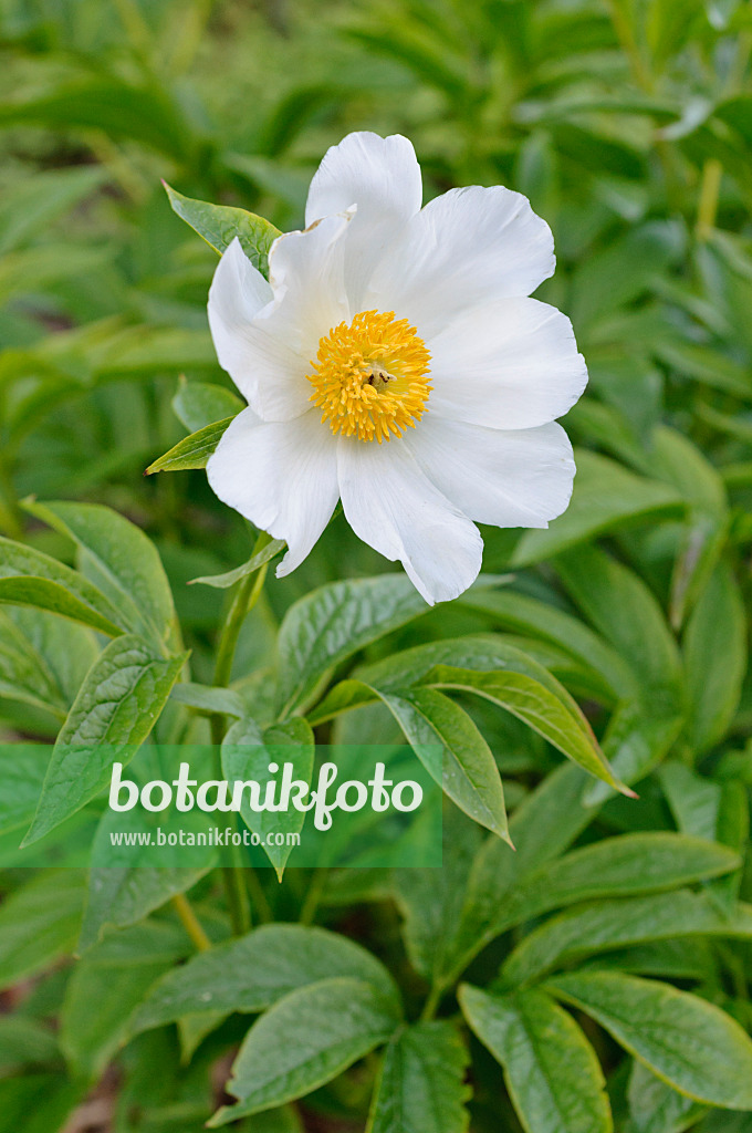 472094 - Himalayan peony (Paeonia emodi)