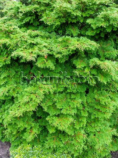 453001 - Hinoki cypress (Chamaecyparis obtusa)
