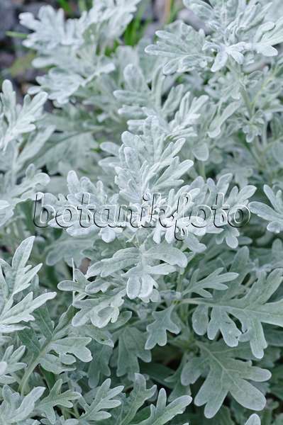 475122 - Hoary mugwort (Artemisia stelleriana)