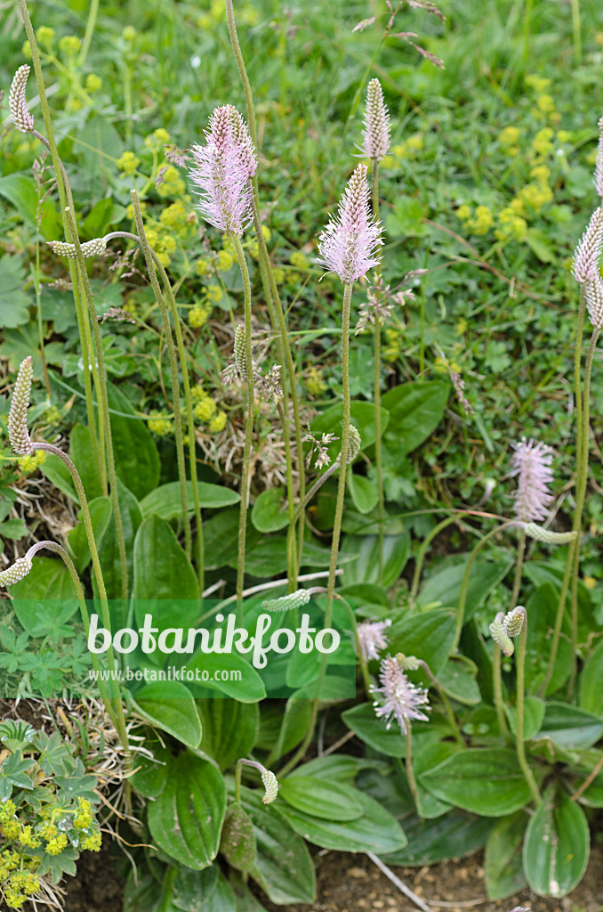 497042 - Hoary plantain (Plantago media)