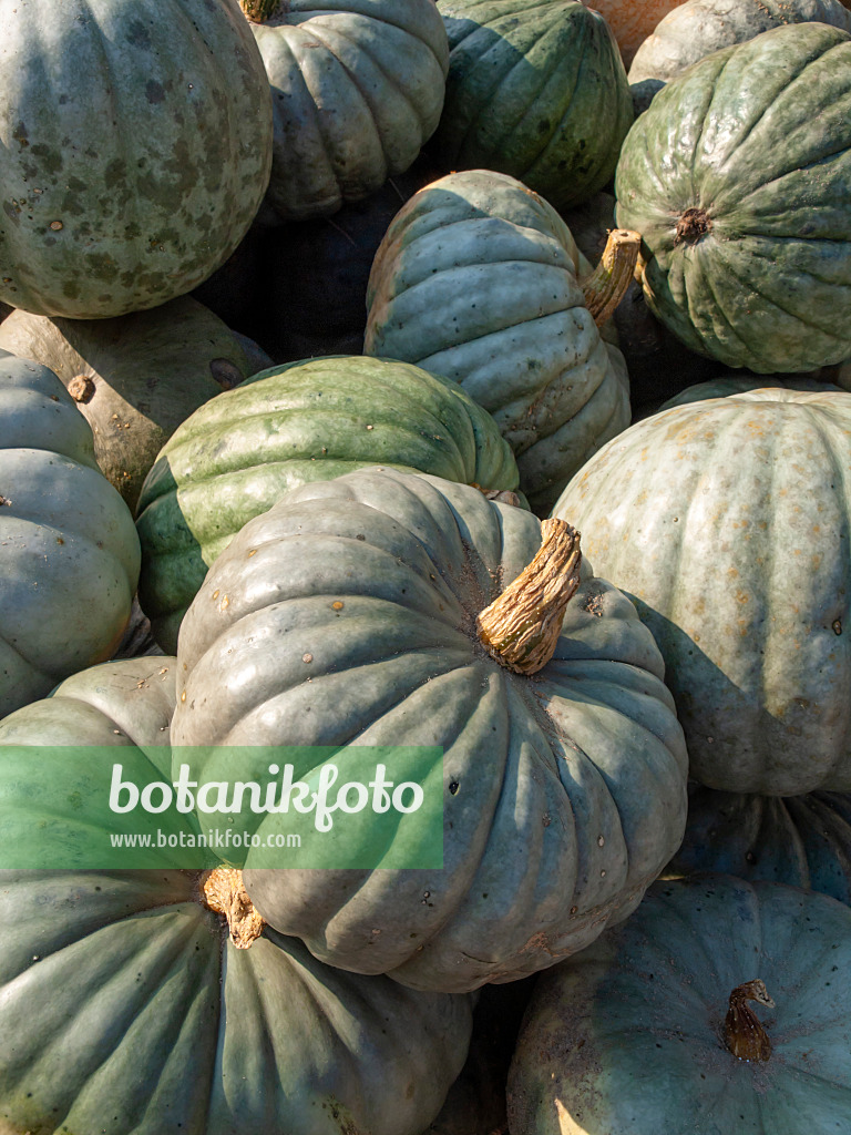 429155 - Hokkaido squash (Cucurbita maxima 'Green Hokkaido')