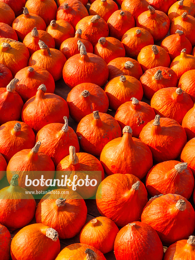 429170 - Hokkaido squash (Cucurbita maxima 'Hokkaido')