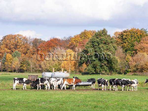 525461 - Holstein Friesian cattle (Bos taurus)