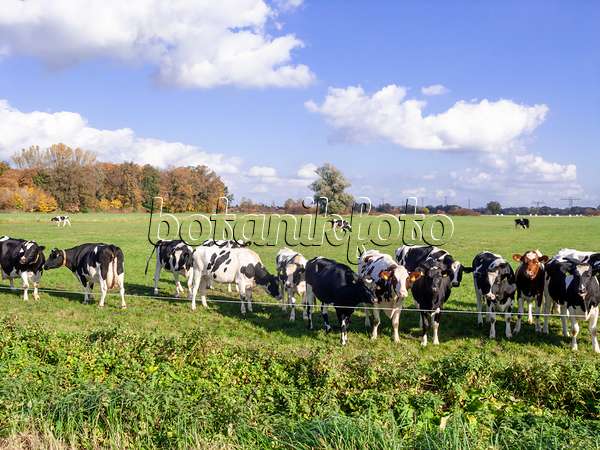 525462 - Holstein Friesian cattle (Bos taurus)