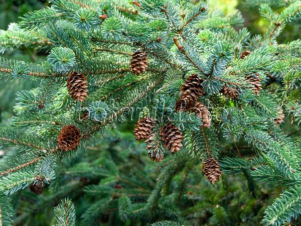 461141 - Hondo spruce (Picea jezoensis)