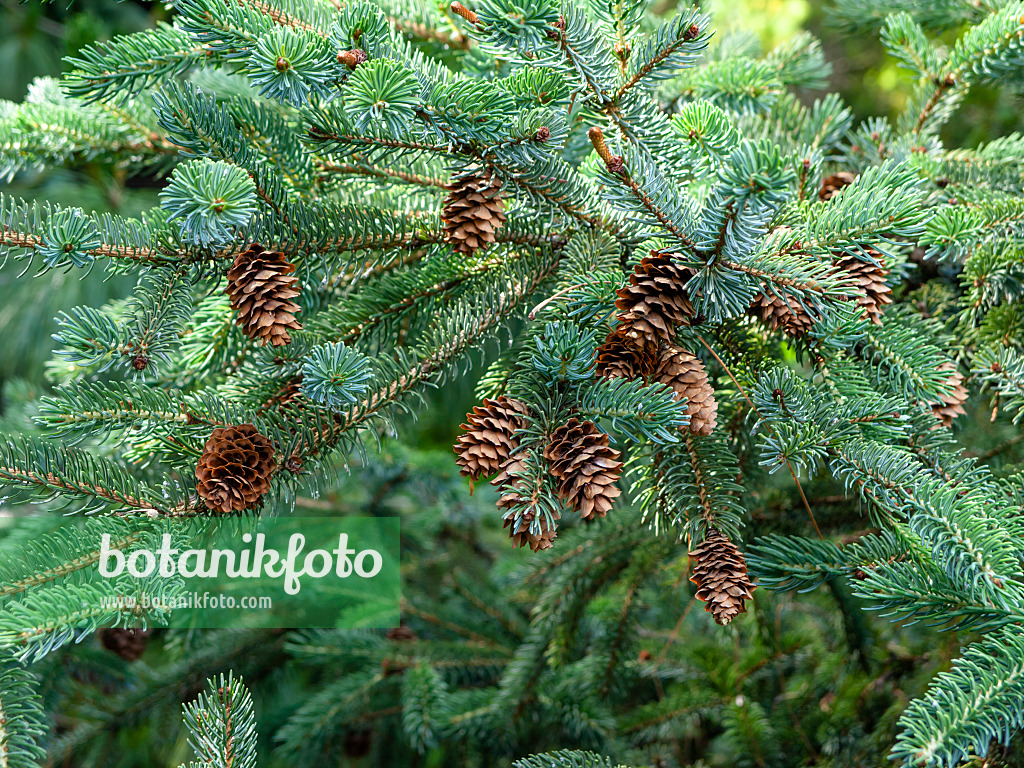 461141 - Hondo spruce (Picea jezoensis)