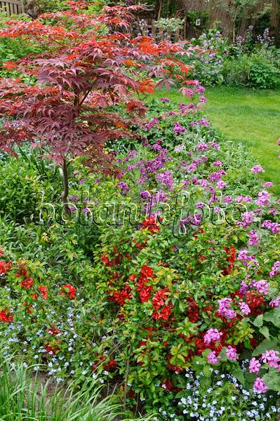 471292 - Honesty (Lunaria), flowering quince (Chaenomeles) and maple (Acer)