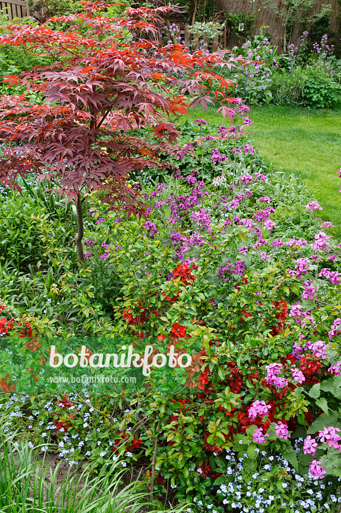 471292 - Honesty (Lunaria), flowering quince (Chaenomeles) and maple (Acer)