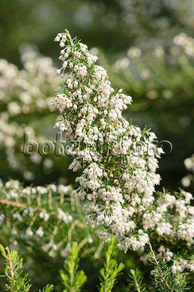 529075 - Honey-scented heath (Erica curvirostris)