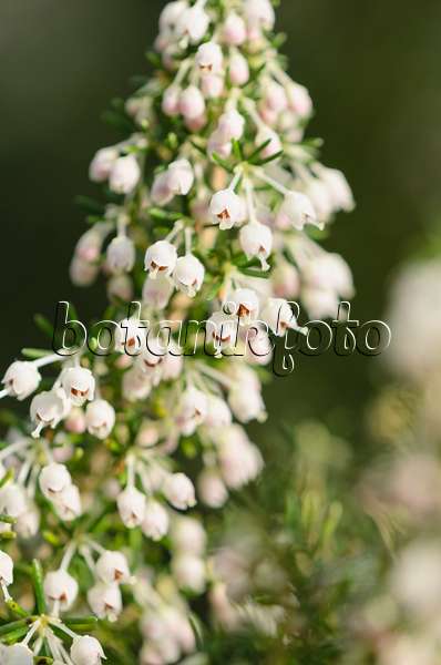 529076 - Honey-scented heath (Erica curvirostris)