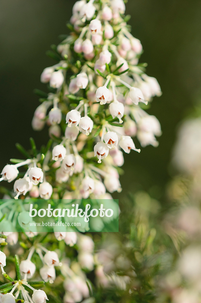 529076 - Honey-scented heath (Erica curvirostris)