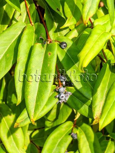453020 - Honeysuckle (Lonicera alseuosmoides)