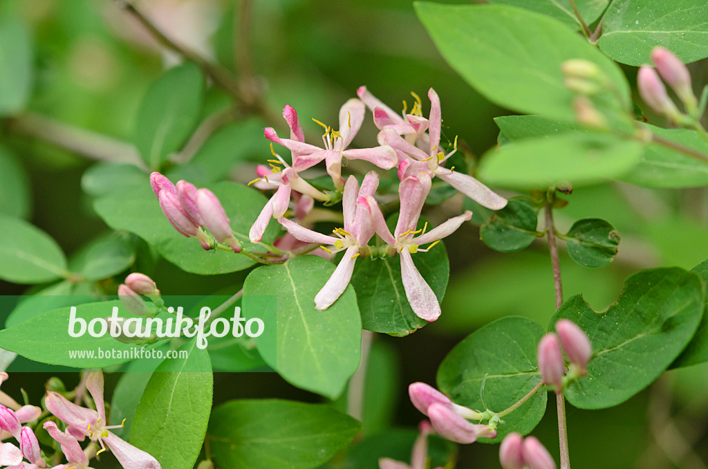 520118 - Honeysuckle (Lonicera x bella 'Atrorosea')