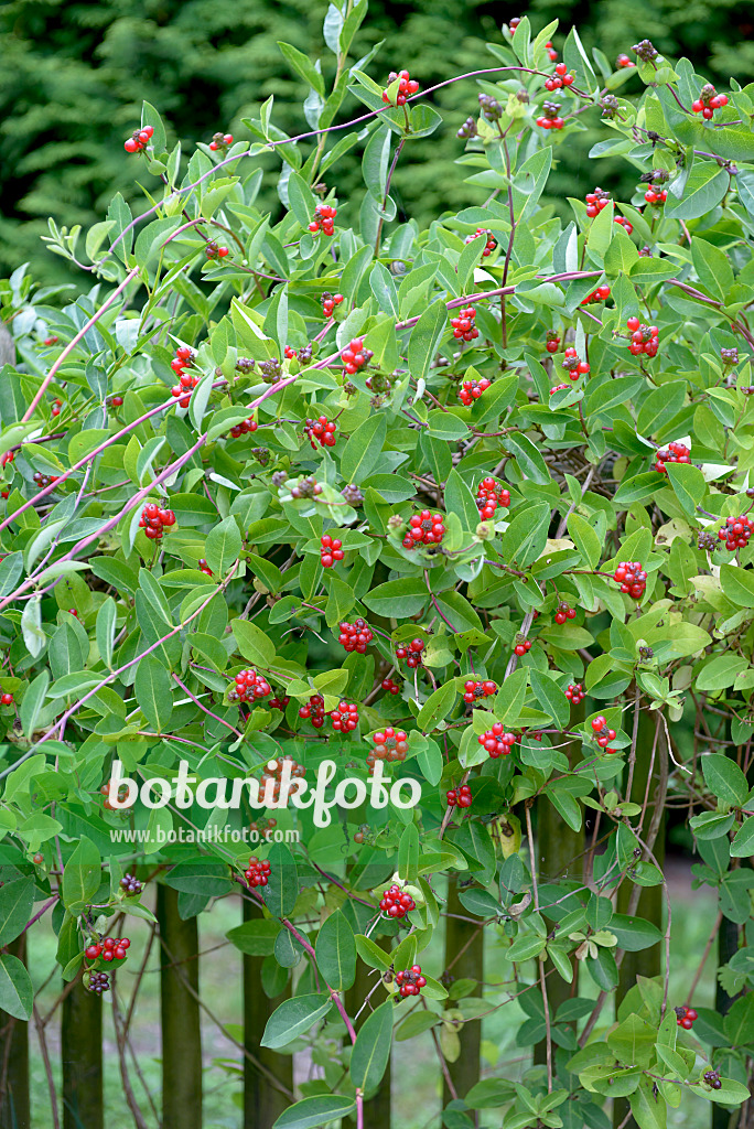 547169 - Honeysuckle (Lonicera x heckrottii)