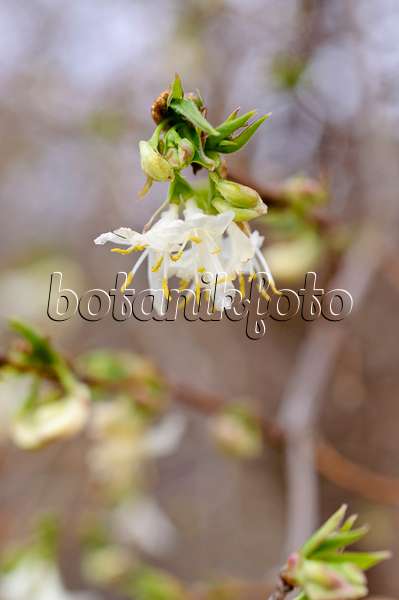 482066 - Honeysuckle (Lonicera x purpusii)