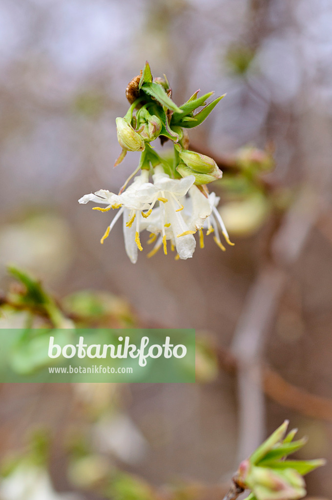 482066 - Honeysuckle (Lonicera x purpusii)