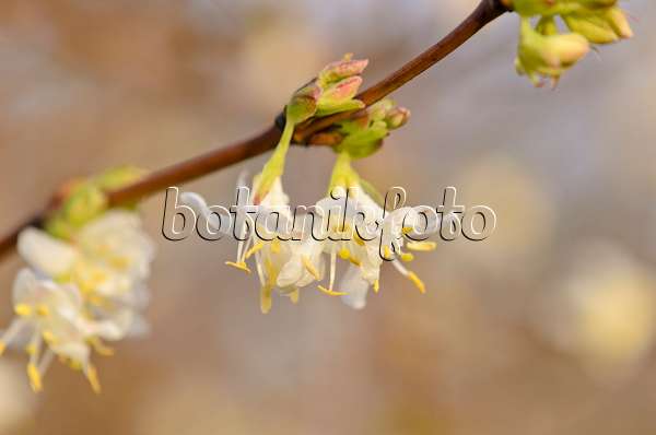 528018 - Honeysuckle (Lonicera x purpusii)