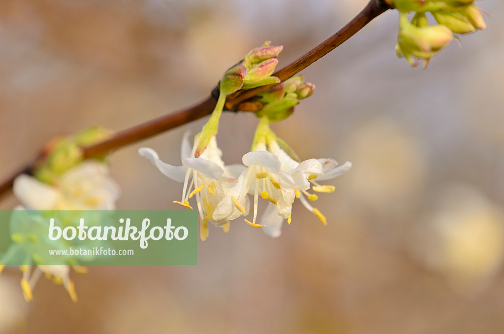 528018 - Honeysuckle (Lonicera x purpusii)