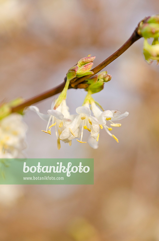 528019 - Honeysuckle (Lonicera x purpusii)