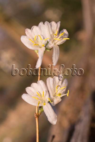 601025 - Honeysuckle (Lonicera x purpusii)