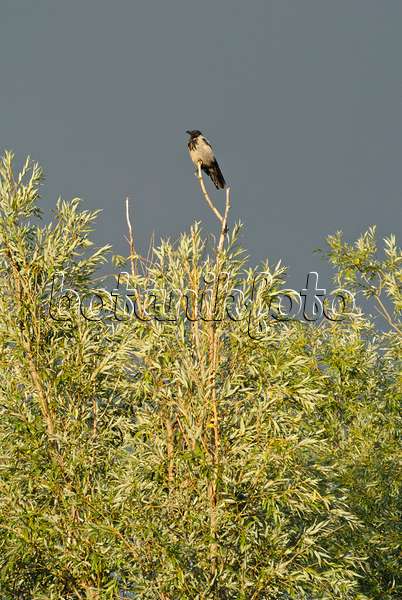 524110 - Hooded crow (Corvus corone cornix) and willow (Salix)