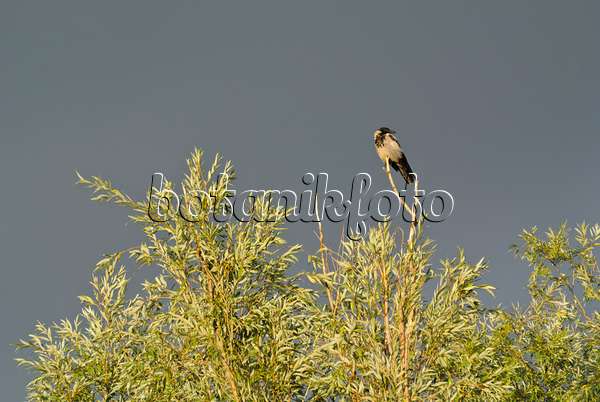 524112 - Hooded crow (Corvus corone cornix) and willow (Salix)