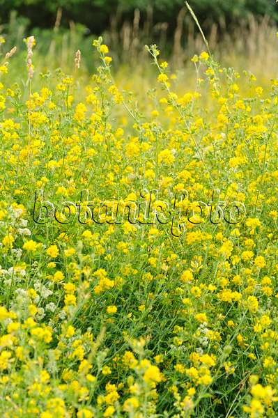 486039 - Hop clover (Trifolium aureum)