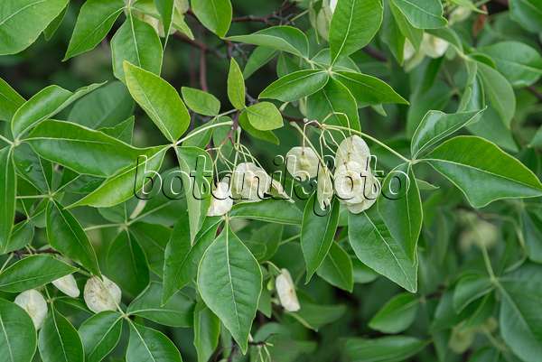 651453 - Hop tree (Ptelea trifoliata)