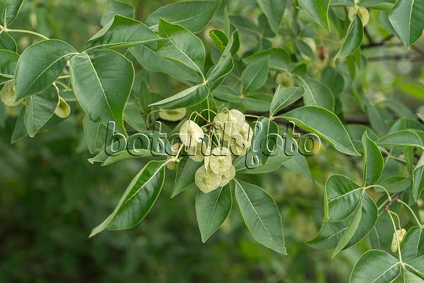 651454 - Hop tree (Ptelea trifoliata)