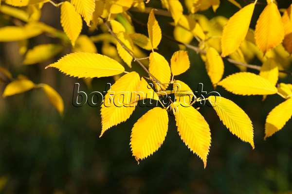 466054 - Hornbeam maple (Acer carpinifolium)