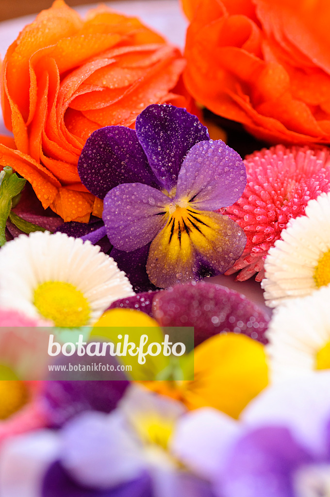 484230 - Horned pansies (Viola cornuta), common daisy (Bellis perennis) and turban buttercup (Ranunculus asiaticus 'Gambit Mix'), cut flowers on a plate